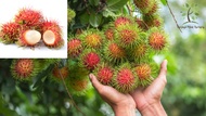 Berjaya Plant Nursery - Pokok Rambutan Anak Sekolah Hybrid(Pokok Buah Hidup/Buah-buahan/Real Live Fruit Tree)