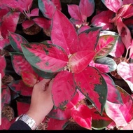 JUAL AGLONEMA SUKSOM JAIPONG