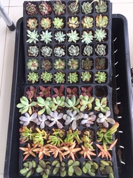 ไม้อวบน้ำ นำเข้า Succulent Plant (import) ไม้อวบน้ำน่ารักๆ สดชื่น ตั้งโต๊ะทำงาน Office/Home/Garden Size2.5-6.8cm. 1ต้น/PCs