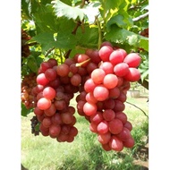Anak Pokok Anggur Merah Hybrid