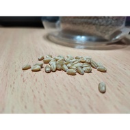 Wheat Grass Seeds