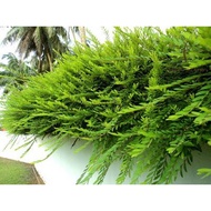 Berjaya Plant Nursery - Phyllanthus Myrtifolius(Pokok Hidup/Pokok Hiasan Luar Rumah/Real Live Outdoor Plant)