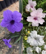 Berjaya Plant Nursery - Bunga Ruellia/Mekar Pagi/Morning Glory/(Pokok Bunga Hidup/Pokok Hiasan Luar Rumah/Outdoor Plant)