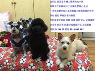 收購有愛惜低里程 得利卡 delica 輔仁小許 安心透明 到府收購 中古車 估車 台北市 新北 速達府上