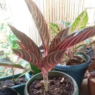 Aglaonema RED sumatra (uproot, pot not included)