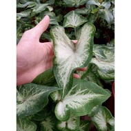 [Paling Horticulture Sdn Bhd] Caladium White Dynasty | Pokok Keladi Grade A Bulb