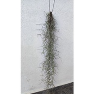 pokok janggut adam spanis moss air plant