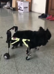 วีลแชร์สุนัข พิการขาหน้า ขนาดไซส์ S. สัตว์เลี้ยง รถเข็น wheelchair dog **ติดต่อร้านค้าก่อนสั่งซื้อ**โดยสัตวแพทย์