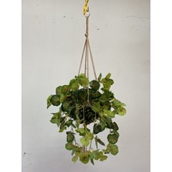 Plant Hanging Begonia Bush Aplant555