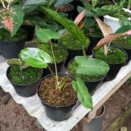 Philodendron Burle Marx Brekele