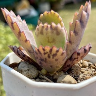 ยิมโนด่าง แคคตัส กระบองเพชร KALANCHOE DAIGREMONTIANNA (MOTHER OF THOUSANDS) เศรษฐีพันล้าน SUCCULENTS กุหลาบหิน ไม้อวบน้ำ..พรรณไม้เมล็ดพันธุ์คุณภาพดี..!!