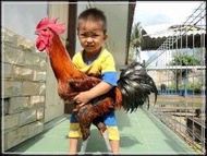 TELUR TETAS AYAM HIAS PELUNG JUMBO