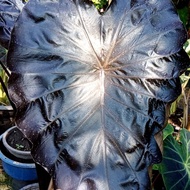 colocasia black coral