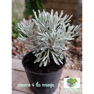 เบญจมาศเงิน กระถาง 2 นิ้ว และ 4 นิ้วcrossostephium bonsai -ต้นมังกรเงิน ไม้อวบน้ำ ฟอกอากาศ