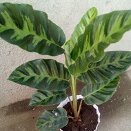 Calathea