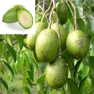 Berjaya Plant Nursery - Pokok  Kedondong Amra/Spondias Dulcis(Pokok Buah Hidup/Buah-buahan/Real Live Fruit Tree)
