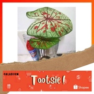 🍃 CALADIUM : "TOOTSIE"🍃 [Caladium Plants-Pokok Keladi / Real Live Plant] 🍃