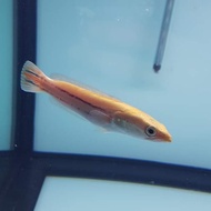 Ikan Toman Xanthic (Channa Micropeltes Xanthic) 8-10cm-+ GARANSI