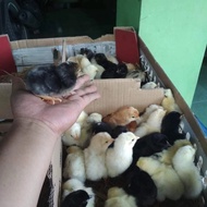 Ecer Eceran DOC Joper Bibit Anak Ayam Kampung Super Anakan Bandung