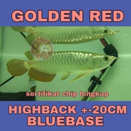 Arwana Arowana Golden Red HB Highback bakat Bluebase -20cm Diskon