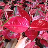 AGLAONEMA AGLONEMA SUKSOM CULTURE THAILAND/AGLAONEMA SUKSOM JAIPONG DAUN BESAR/TANAMAN HIAS AGLONEMA/AGLONEMA IMPORT