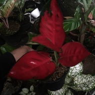 AGLONEMA SUKSOM JAIPONG