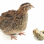 puyuh pullet /bulet/albino siap telur