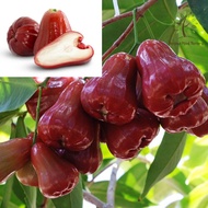 Berjaya Plant Nursery - Pokok Jambu Air Madu Thailand Hybrid(Pokok Buah Hidup/Buah-buahan/Real Live Fruit Tree)