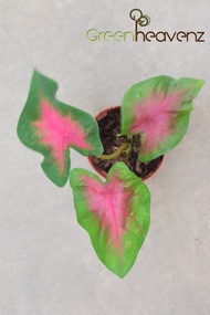 GHZ - Caladium Bicolor Mix Indoor Live Plant Pokok Keladi Hiasan 彩叶芋