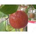 梨山蜜蘋果(4台斤)