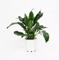 Peace lily Plant - Spathiphyllum Montanum - Live Plant