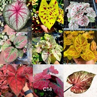 [Live Plant] Caladium bicolor houseplant Keladi warna mix by LS Group