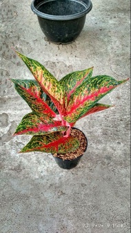 Aglaonema Hot Lady