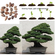 50pcs Japanese White Pine Pinus Parviflora Tree Bonsai Plant Indoor and Outdoor Garden Decoration Easy To Germinate