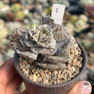 Kalanchoe rhombopilosa พายสวรรค์ ไม้อวบน้ำ กุหลาบหิน Cactus&Succulent