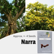 Top-Quality Seeds [Plantfilled] Narra Tree Seeds for planting | Trees | Approx. 5 Seeds