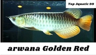 Arwana Golden Red 10cm