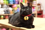【毛線編織成品】哆啦A夢鈴鐺造型 寵物貓咪安全項圈