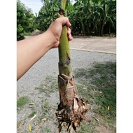 หน่อกล้วยหอมทอง จำนวน 1 หน่อ ของแท้จากสวนท่ายาง เพชรบุรี