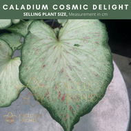 US Caladium Cosmic Delight 【CALADIUM | FANCY LEAF】