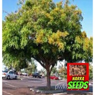 จุดประเทศไทย ❤High-Quality "  Narra Tree Seeds TR33 " 1 Gram Approximately Plant Seeds, "narra seed"