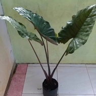 tanaman hias sente hitam varigata termurah
