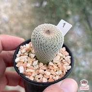 Epithelantha micromeris กระบองเพชร แคคตัส ไม้อวบน้ำ cactus&succulent