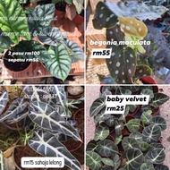 caladium hilo / keladi pari / bambino / black velvet indoor plant