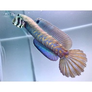 Channa blue pulchra 10-12 cm flaring predator fish