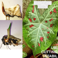 PHET PHI RUN THAI CALADIUM BULB CUTTING