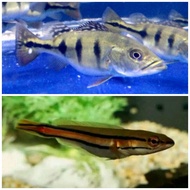 ikan pbas mono , ikan toman