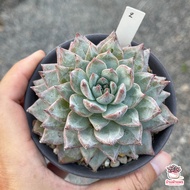 Echeveria Blue Bird ไม้อวบน้ำ กุหลาบหิน Cactus&Succulent