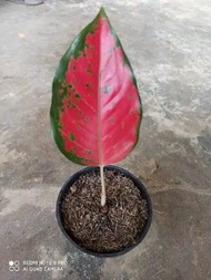 benih aglonema sukaom jaipong