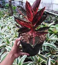 tanaman hias aglaonema red sumatra / tanaman hias aglonema red sumatra / aglonema red sumatra